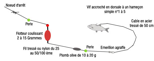 Pêche du brochet au vif