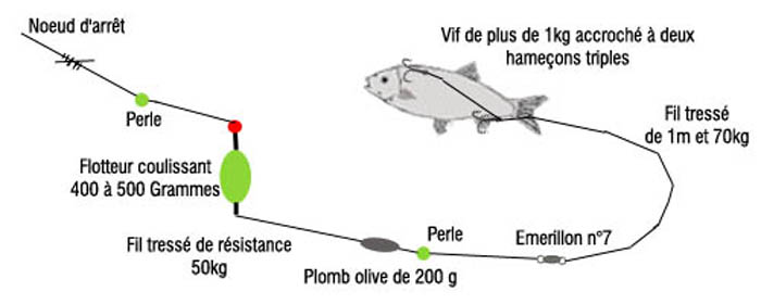 Montage silure au vif du bord: bouée ou gros flotteur